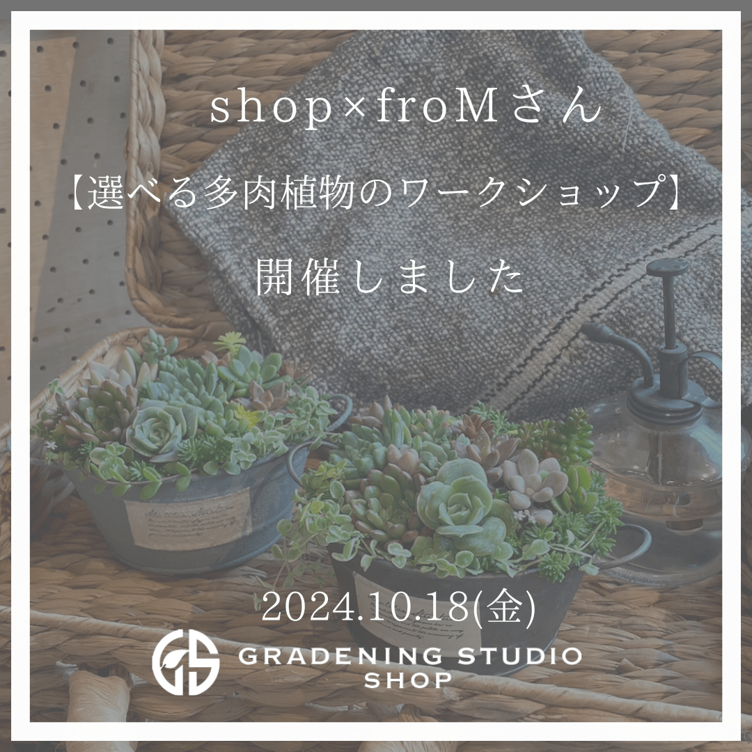 選べる多肉植物の寄せ植えワークショップのイメージ