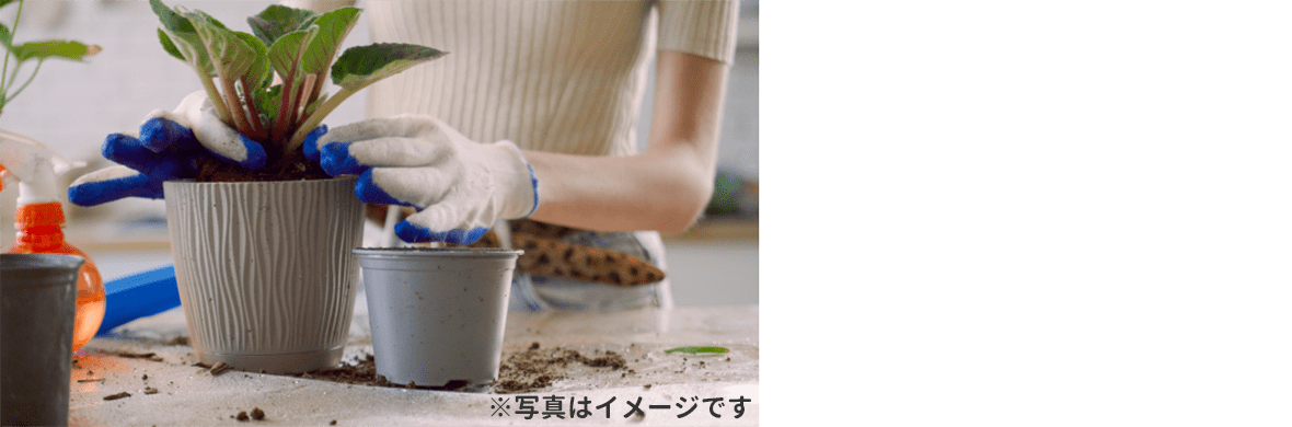植え替えのイメージ