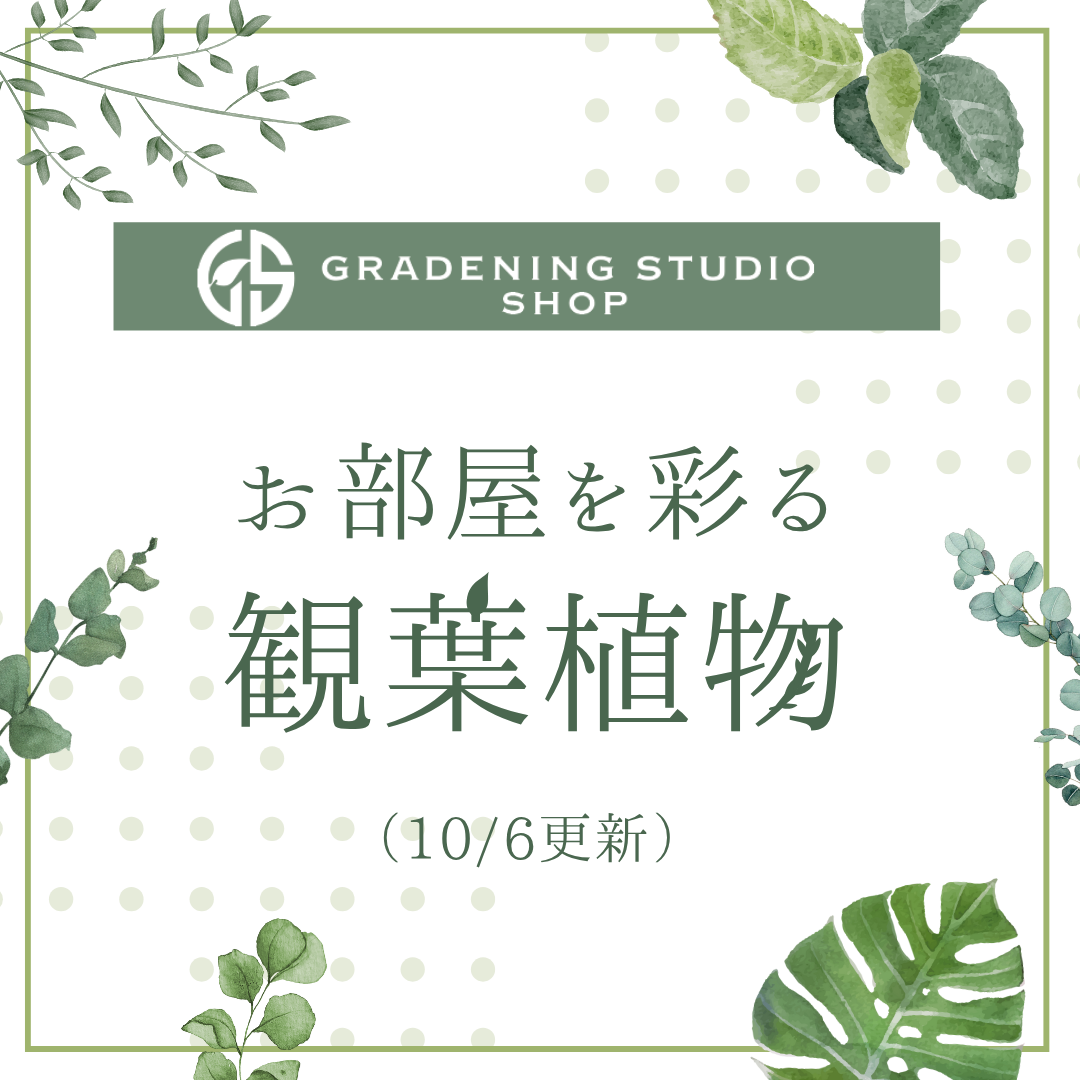 お部屋を彩る観葉植物