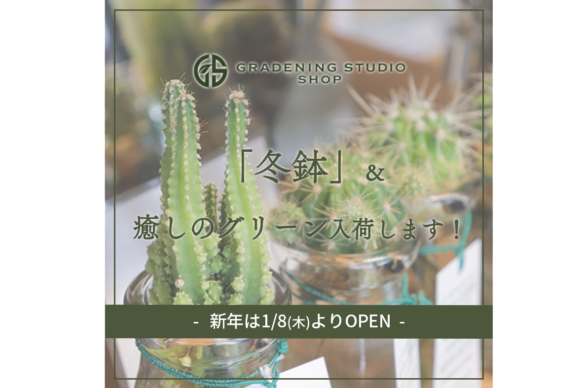 冬鉢と癒しのグリーン入荷します