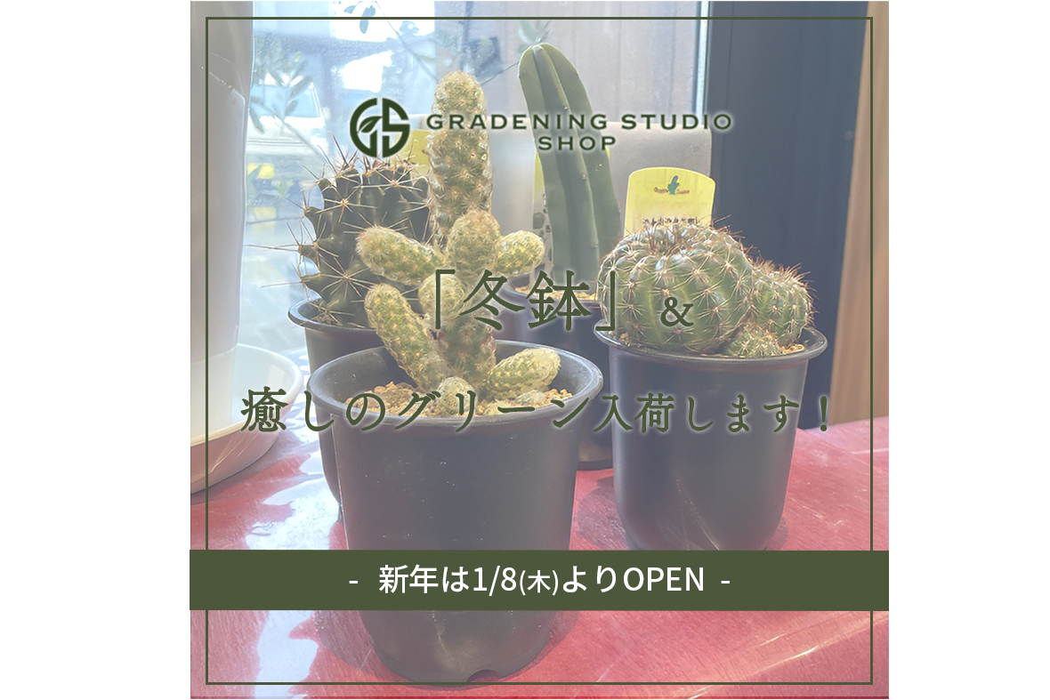 冬鉢と癒しのグリーン入荷します