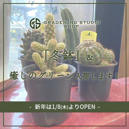 冬鉢と癒しのグリーン入荷します