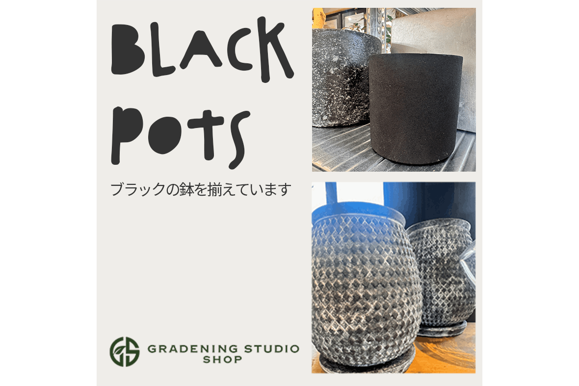 ブラックの鉢を取り揃えています