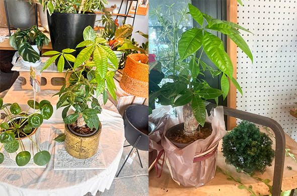 パキラのイメージ2