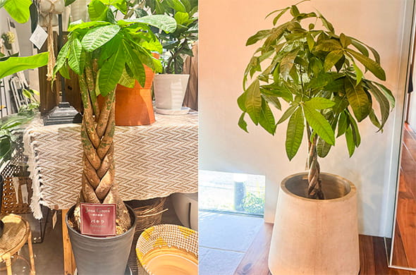 パキラのイメージ1