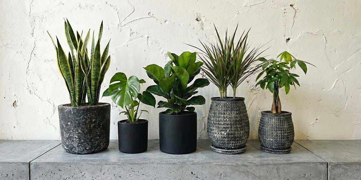 ブラック鉢のイメージ