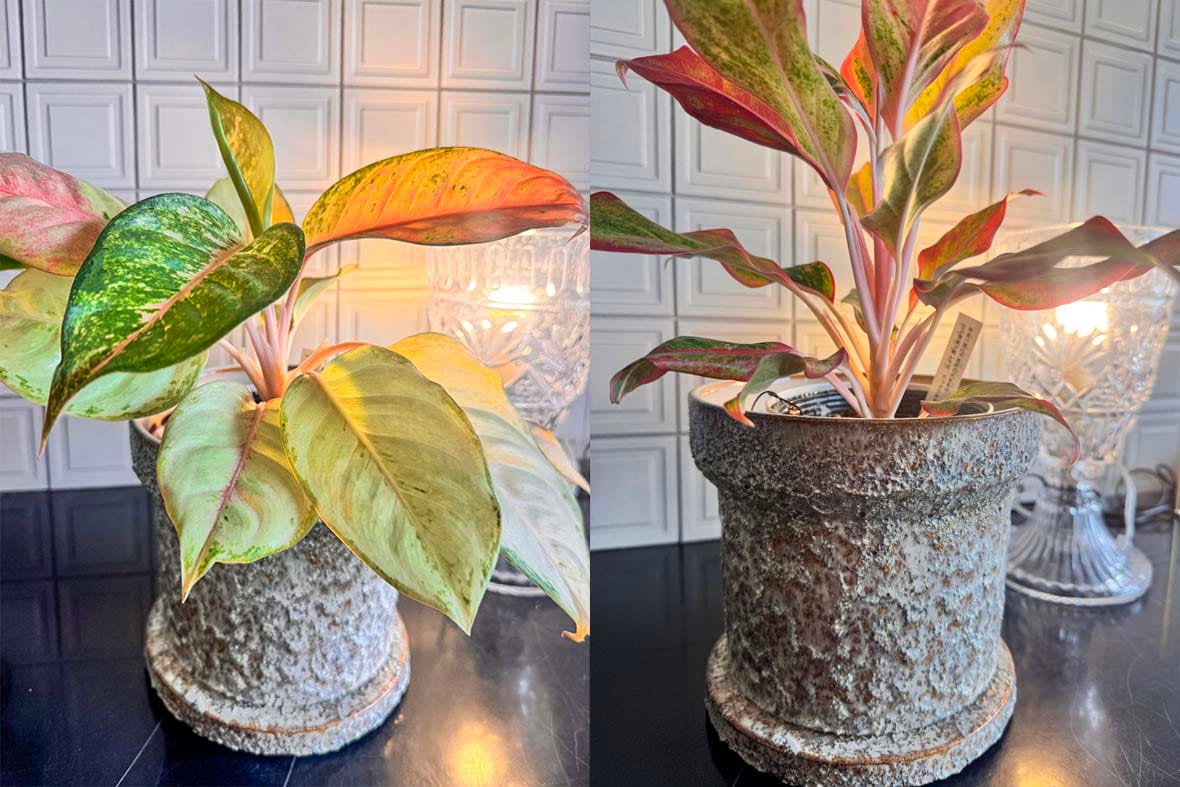 アイボリーの鉢の使用イメージ