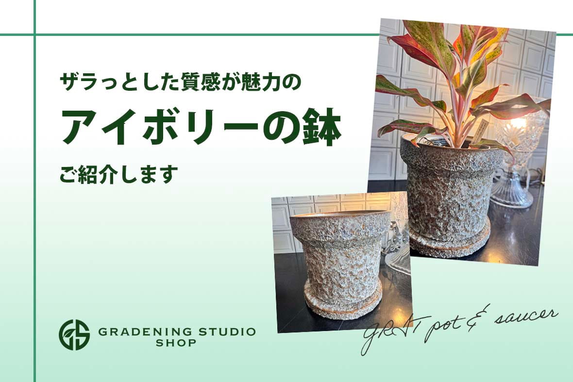 アイボリーの鉢のイメージ