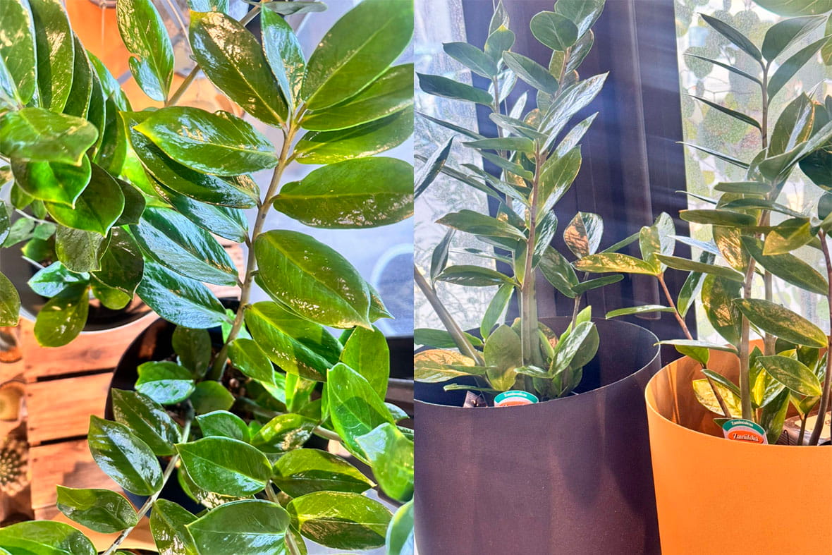 ザミオクルカスのイメージ01