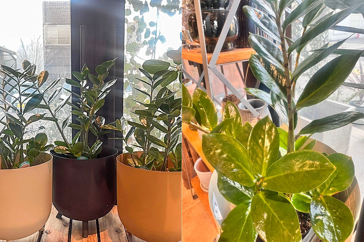 ザミオクルカスのイメージ02