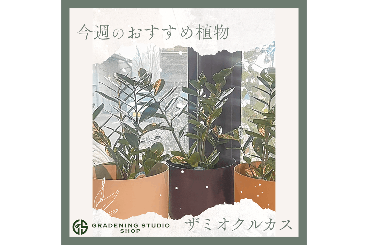 ザミオクルカスのイメージ01