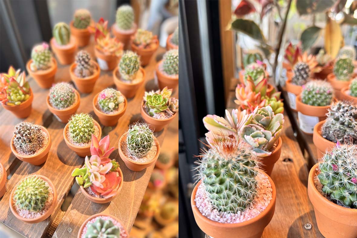 ミニサボテン01