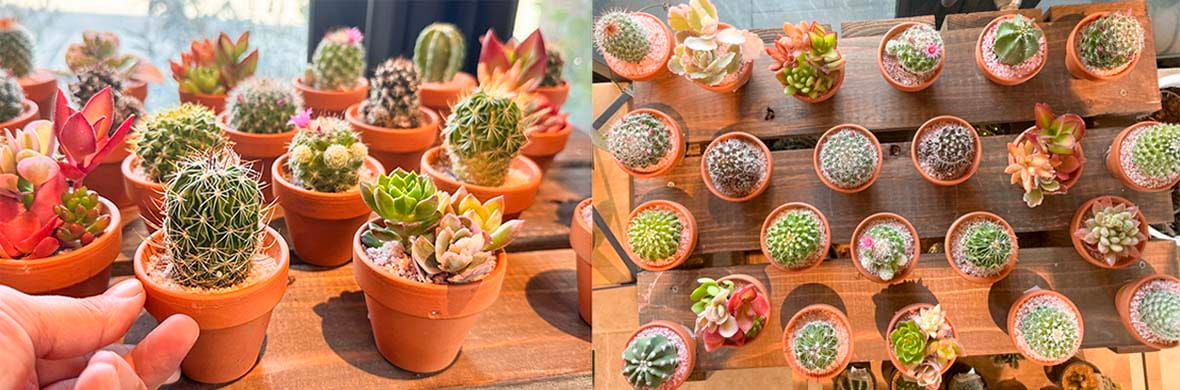 ミニサボテン02