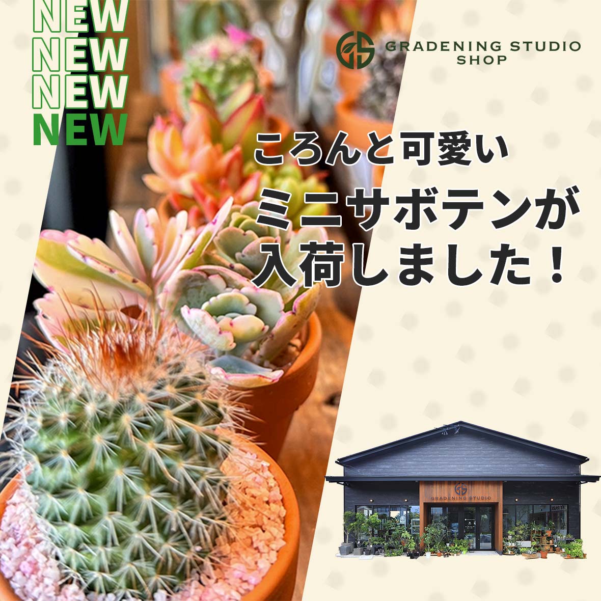 ミニサボテン入荷しました