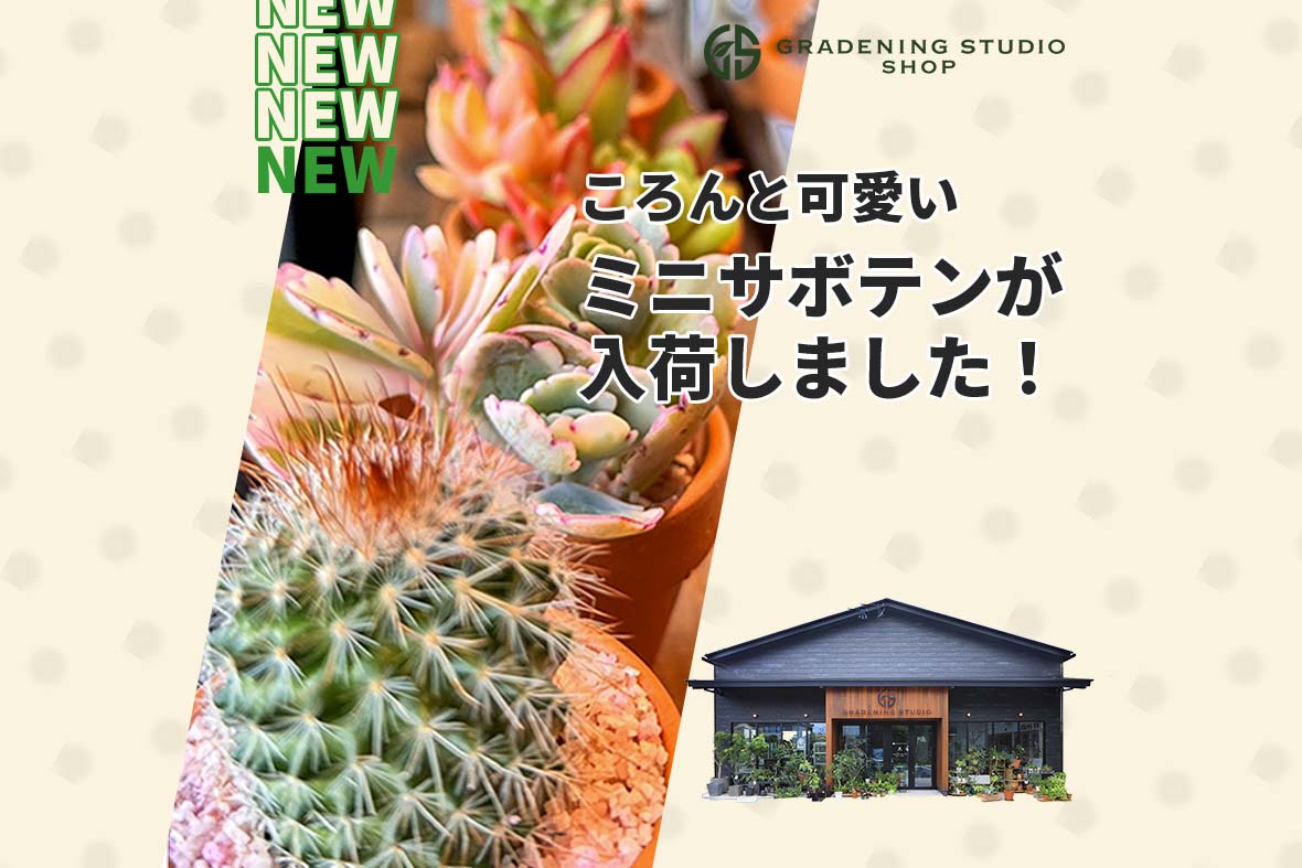 ミニサボテンが入荷しました